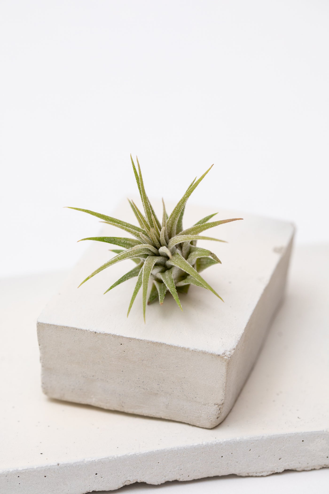 Mini air plant – Link of Hearts